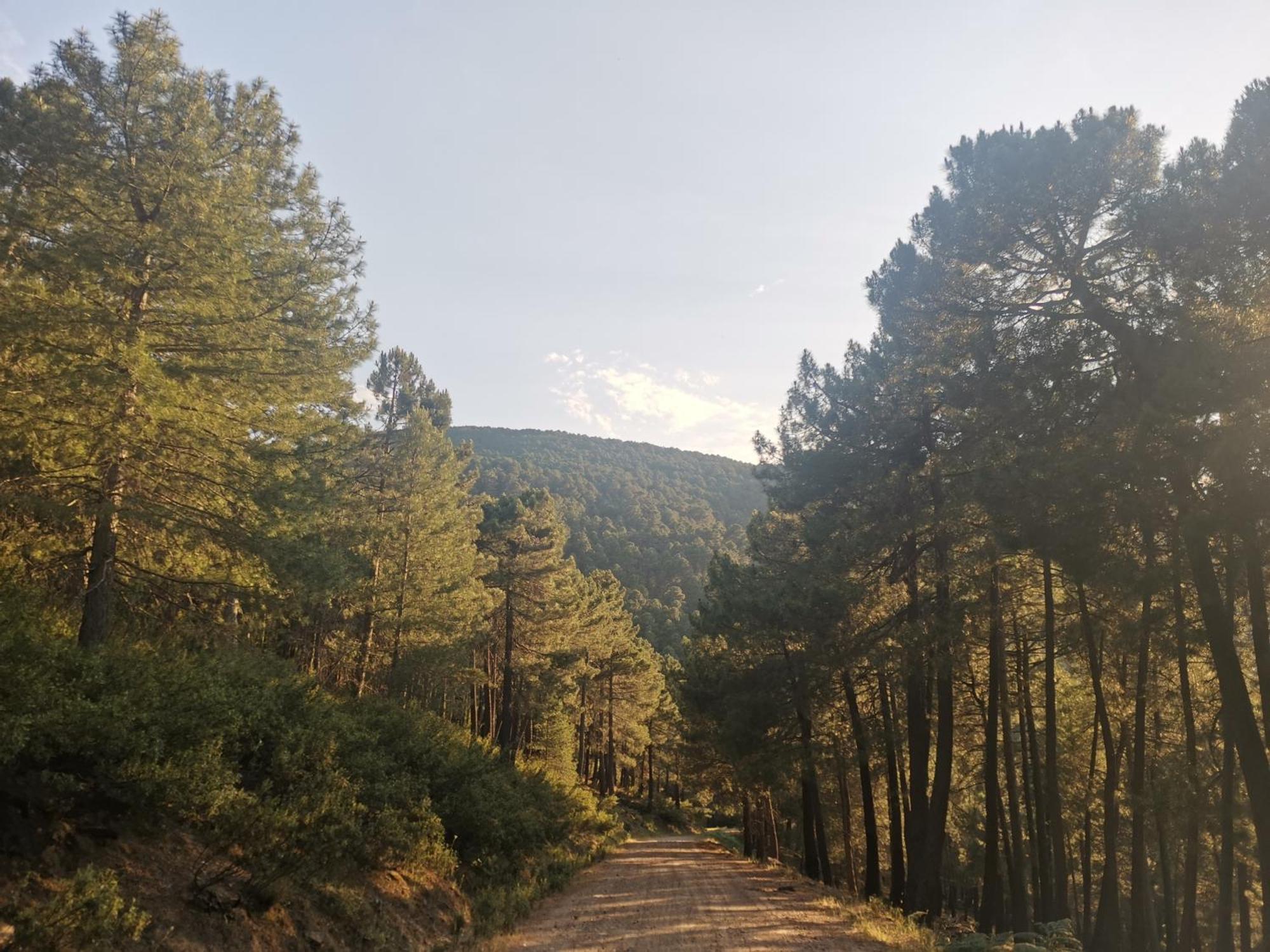 Bonita Casa En El Bosque - El Tiemblo Villa Kültér fotó